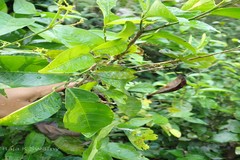 Dimorphocalyx lawianus